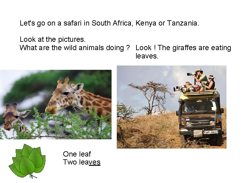 Let's go on a safari in South Africa, Kenya or Tanzania. Look at the