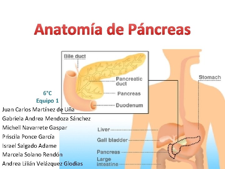Anatomía de Páncreas 6°C Equipo 1 Juan Carlos Martínez de Uña Gabriela Andrea Mendoza