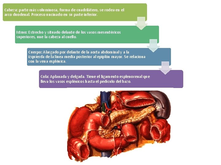 Cabeza: parte más voluminosa, forma de cuadrilátero, se rodea en el arco duodenal. Proceso