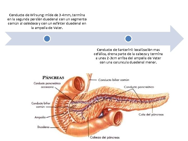 Conducto de Wirsung: mide de 3 -4 mm, termina en la segunda porción duodenal