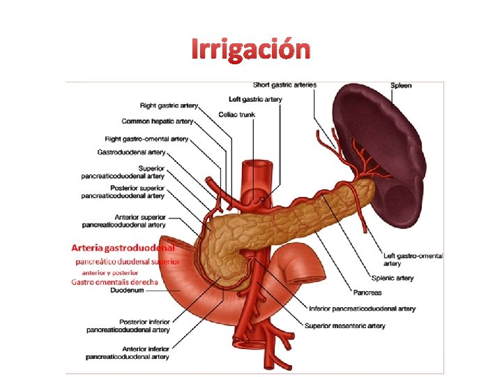 Irrigación 