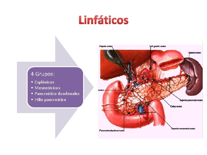 Linfáticos 4 Grupos: • • Esplénicos Mesentéricos Pancreático duodenales Hilio pancreático 