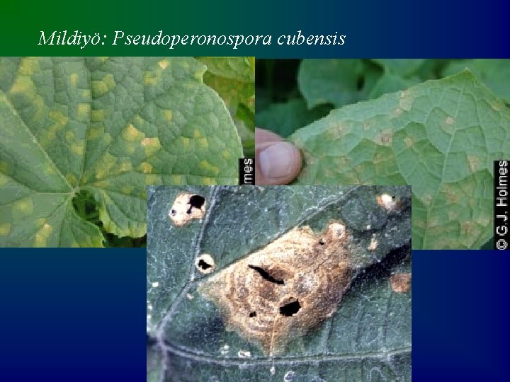 Mildiyö: Pseudoperonospora cubensis 