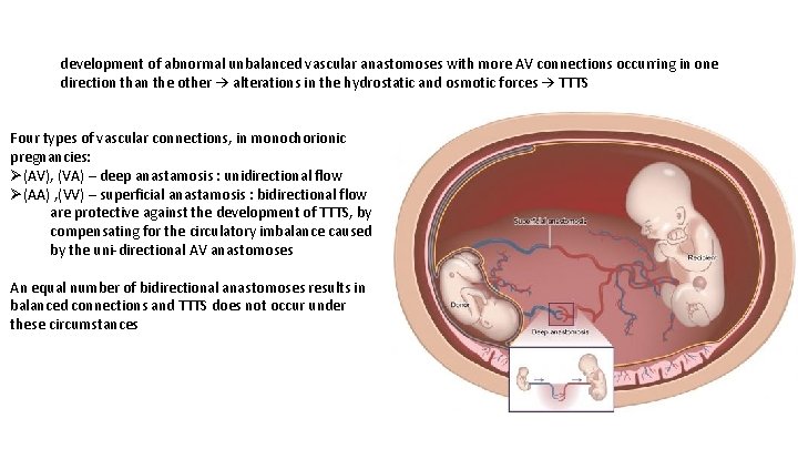 development of abnormal unbalanced vascular anastomoses with more AV connections occurring in one direction