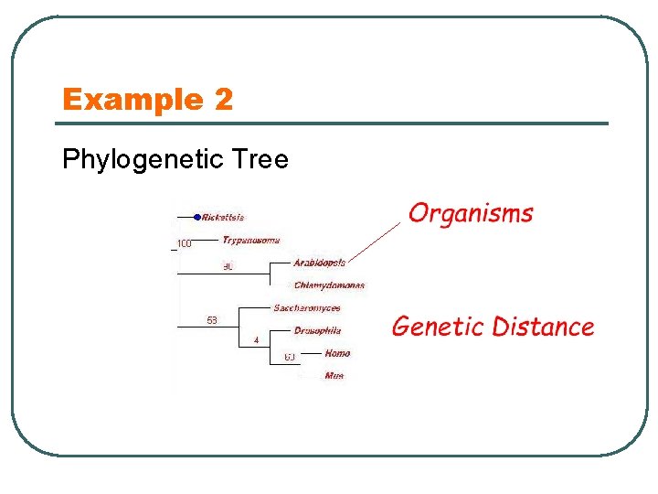 Example 2 Phylogenetic Tree 