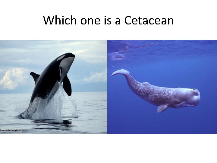 Which one is a Cetacean 