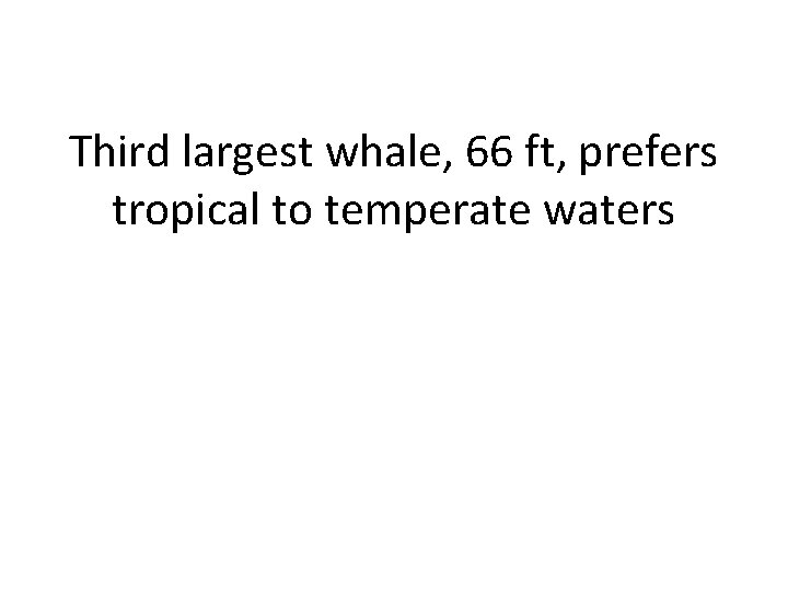 Third largest whale, 66 ft, prefers tropical to temperate waters 