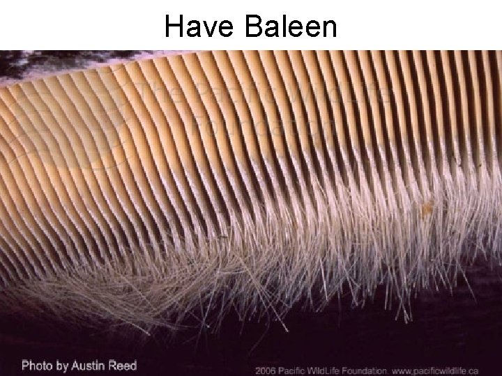 Have Baleen 