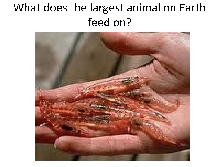 What does the largest animal on Earth feed on? 