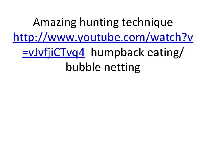 Amazing hunting technique http: //www. youtube. com/watch? v =v. Jvfji. CTvq 4 humpback eating/