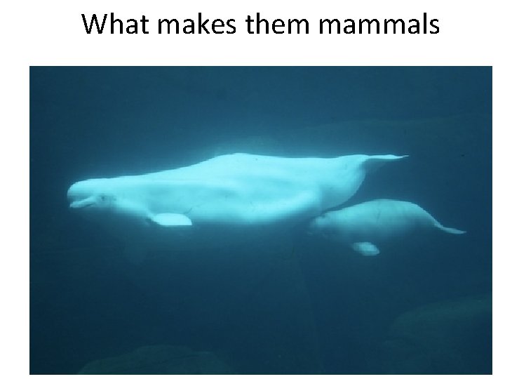 What makes them mammals 
