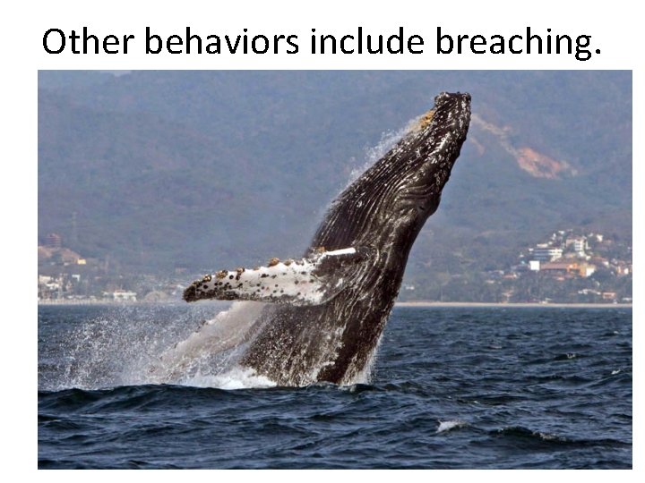 Other behaviors include breaching. 