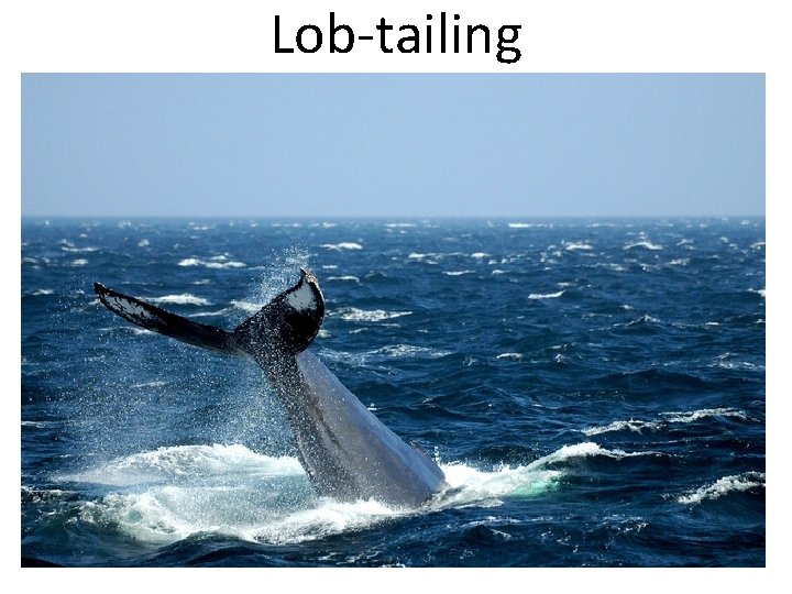 Lob-tailing 