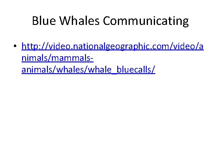 Blue Whales Communicating • http: //video. nationalgeographic. com/video/a nimals/mammalsanimals/whale_bluecalls/ 