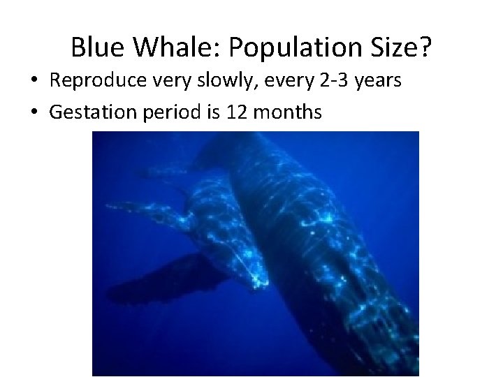 Blue Whale: Population Size? • Reproduce very slowly, every 2 -3 years • Gestation