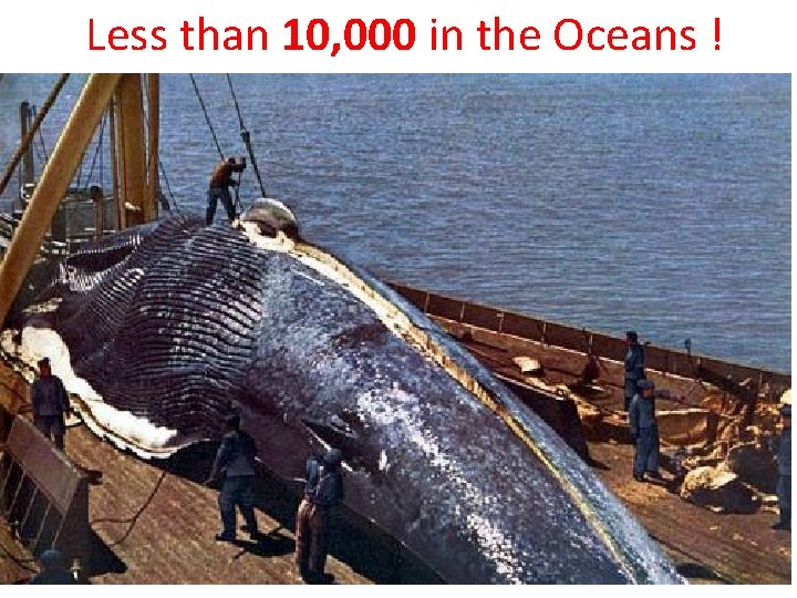 Less than 10, 000 in the Oceans !. 