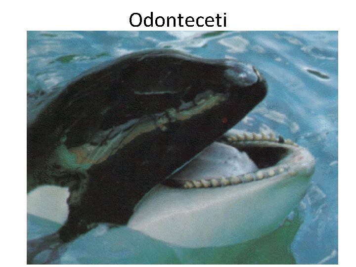 Odonteceti 