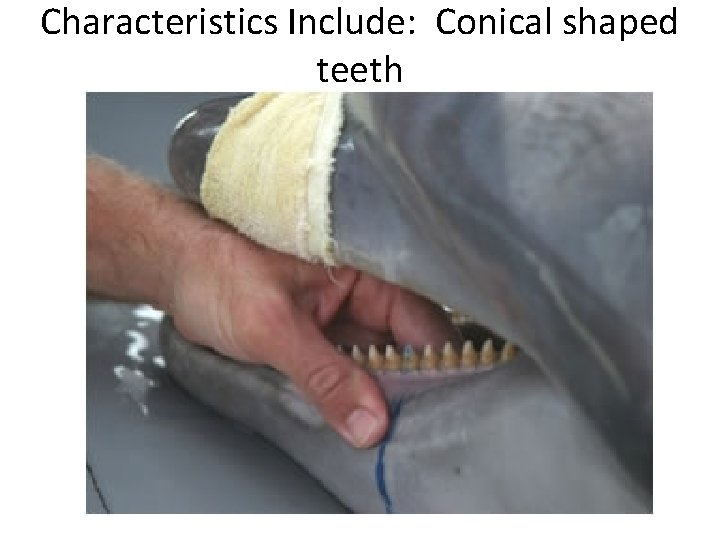 Characteristics Include: Conical shaped teeth 
