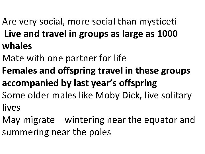 Are very social, more social than mysticeti Live and travel in groups as large