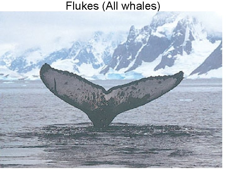 Flukes (All whales) 