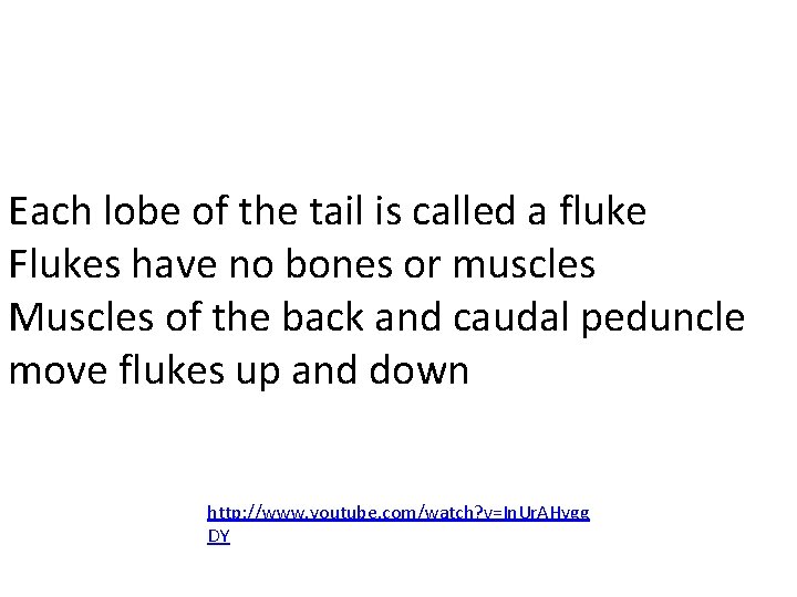 Each lobe of the tail is called a fluke Flukes have no bones or