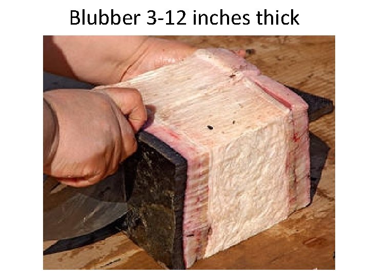 Blubber 3 -12 inches thick 