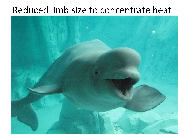 Reduced limb size to concentrate heat 