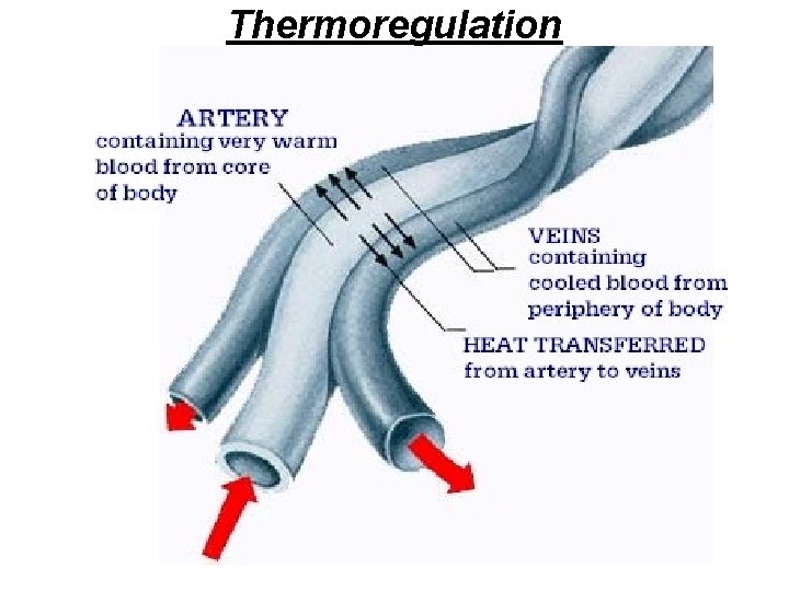 Thermoregulation 