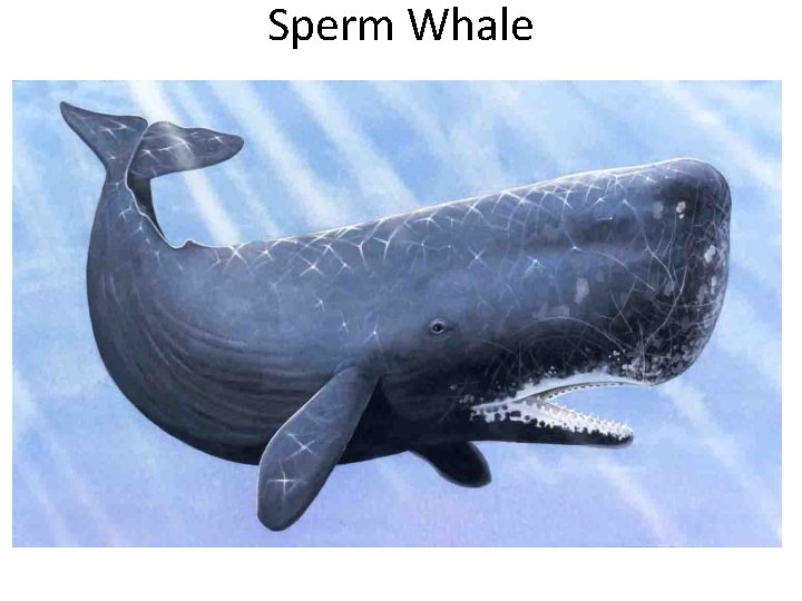 Sperm Whale 