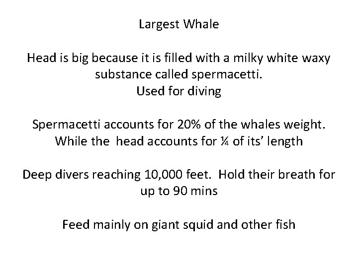 Largest Whale Head is big because it is filled with a milky white waxy