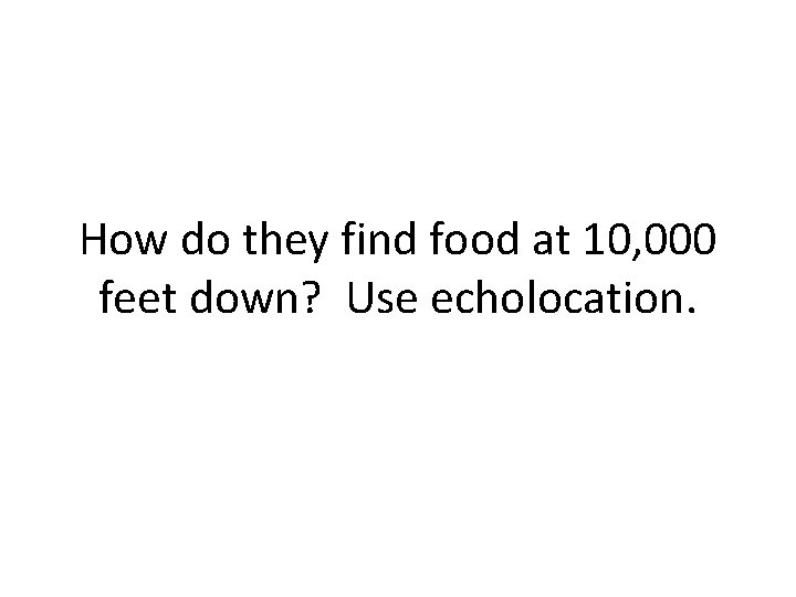 How do they find food at 10, 000 feet down? Use echolocation. 