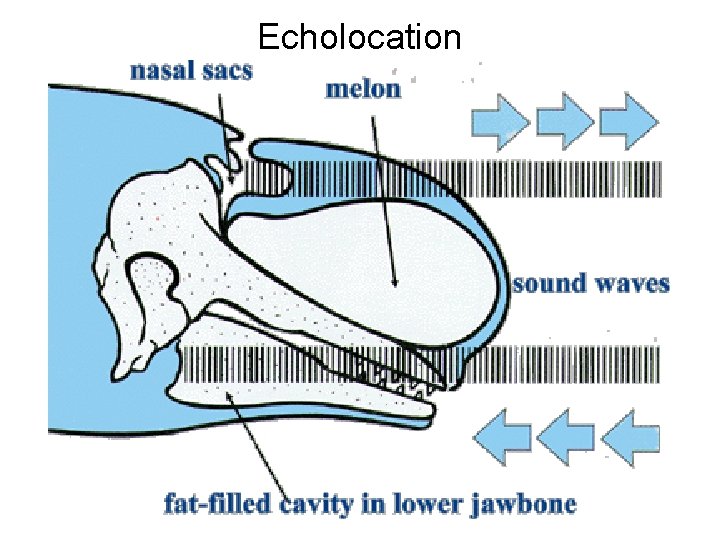 Echolocation 