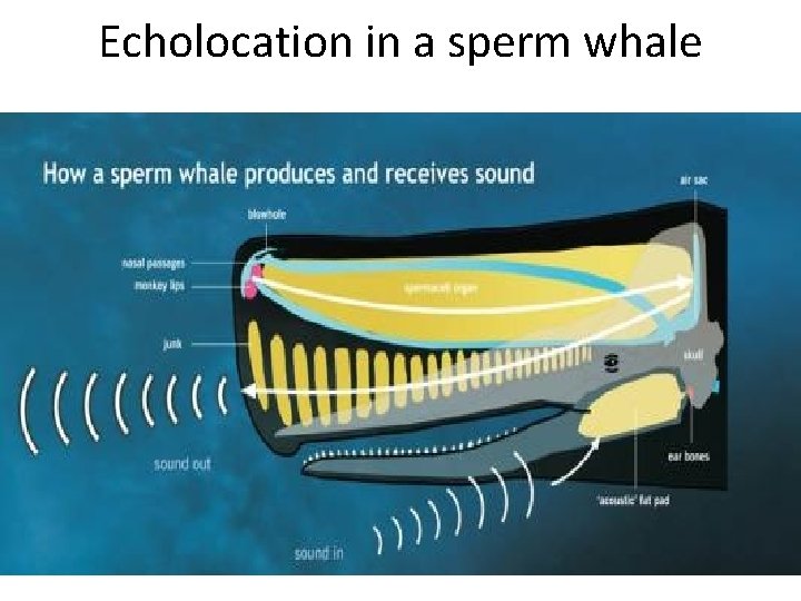 Echolocation in a sperm whale 