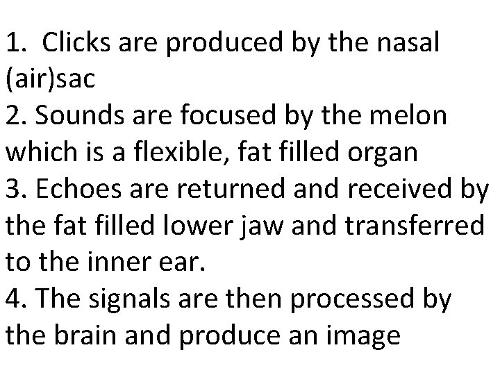 1. Clicks are produced by the nasal (air)sac 2. Sounds are focused by the