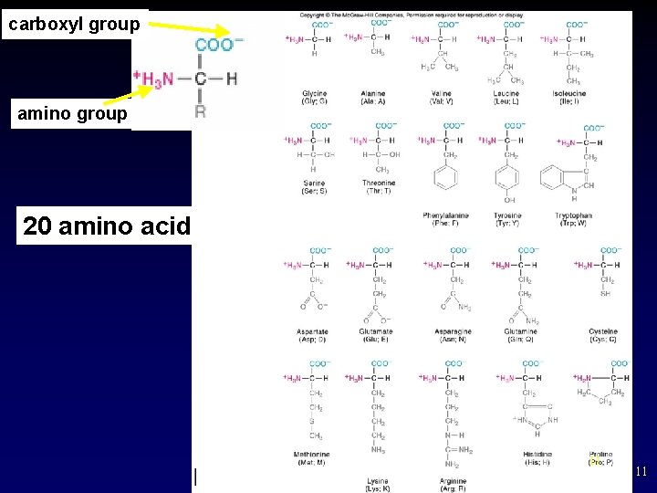 carboxyl group amino group 20 amino acids 11 11 