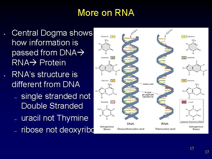 More on RNA • • Central Dogma shows how information is passed from DNA
