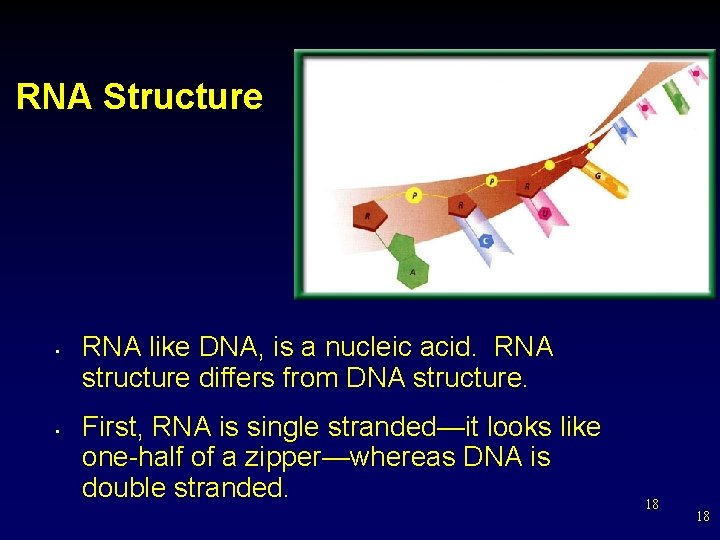 RNA Structure • • RNA like DNA, is a nucleic acid. RNA structure differs