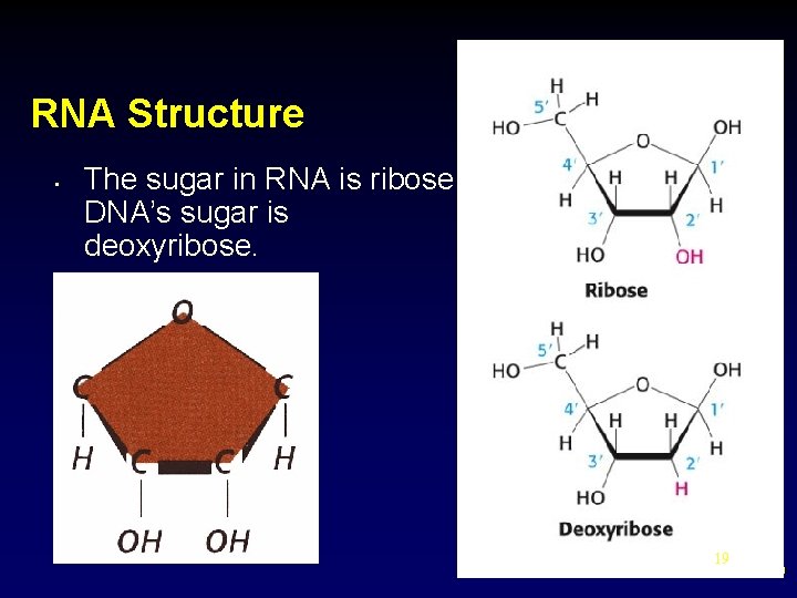 RNA Structure • The sugar in RNA is ribose; Ribose DNA’s sugar is deoxyribose.