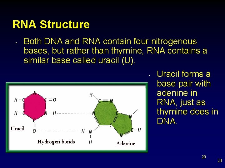 RNA Structure • Both DNA and RNA contain four nitrogenous bases, but rather than
