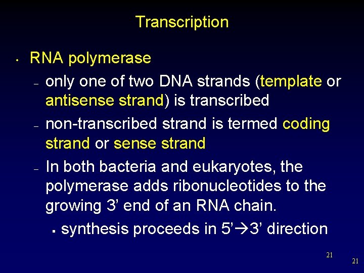 Transcription • RNA polymerase – only one of two DNA strands (template or antisense