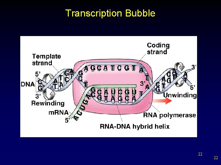 Transcription Bubble 22 22 