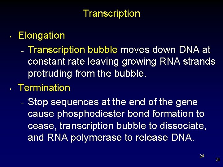 Transcription • • Elongation – Transcription bubble moves down DNA at constant rate leaving