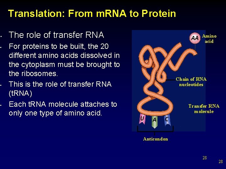 Translation: From m. RNA to Protein • • The role of transfer RNA Amino
