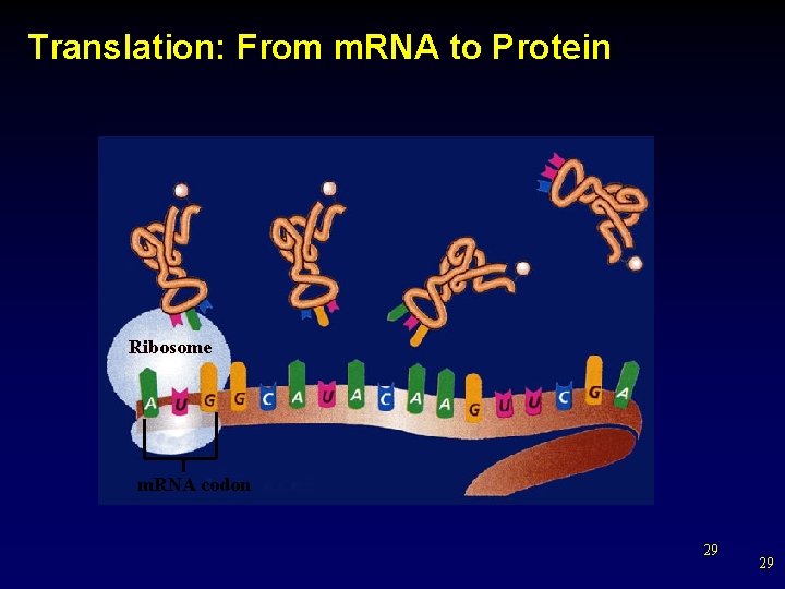 Translation: From m. RNA to Protein Ribosome m. RNA codon 29 29 