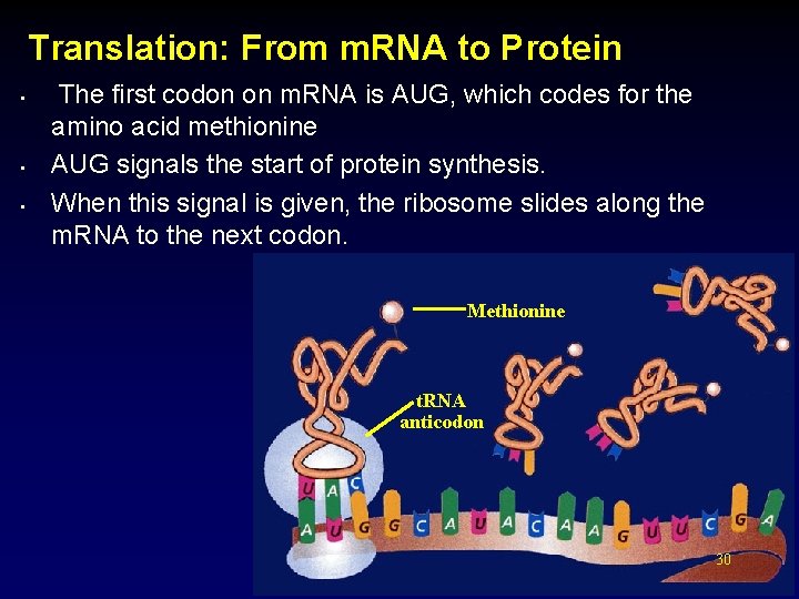 Translation: From m. RNA to Protein • • • The first codon on m.
