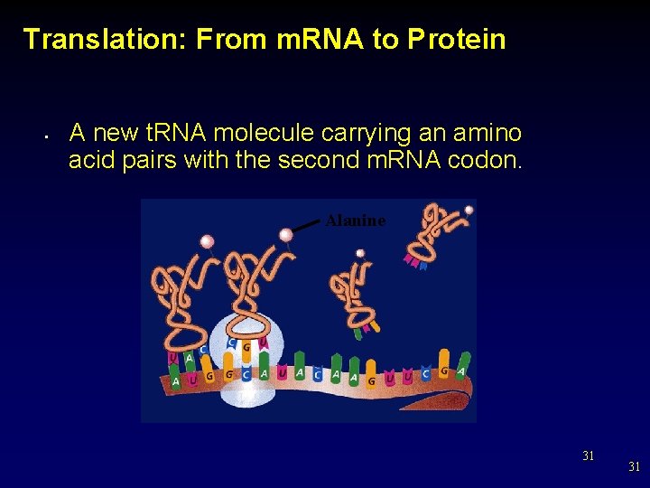 Translation: From m. RNA to Protein • A new t. RNA molecule carrying an