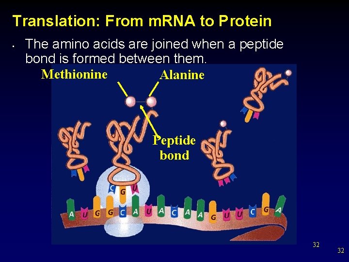 Translation: From m. RNA to Protein • The amino acids are joined when a