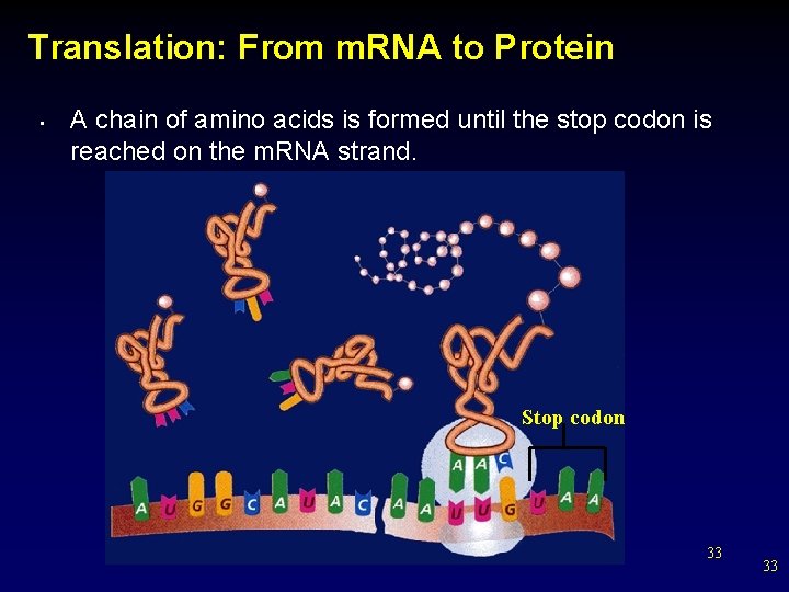 Translation: From m. RNA to Protein • A chain of amino acids is formed