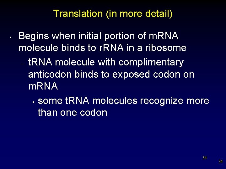 Translation (in more detail) • Begins when initial portion of m. RNA molecule binds