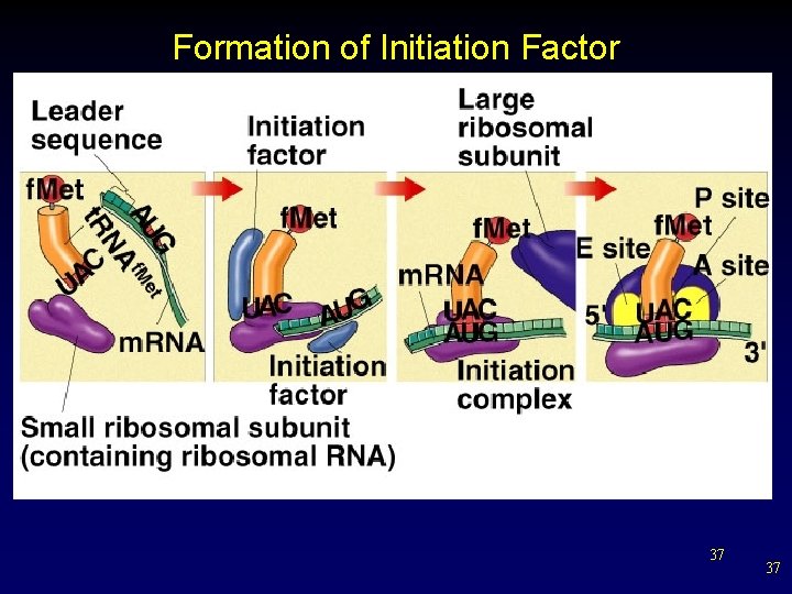 Formation of Initiation Factor 37 37 